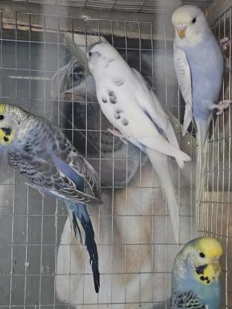 Image 5 of 6-7 month old baby budgies for sale