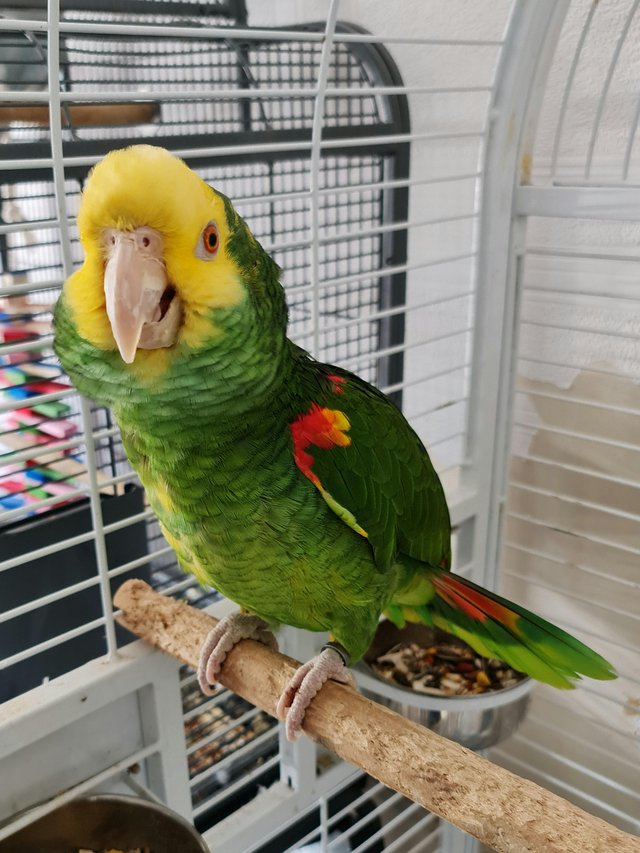 Preview of the first image of Male Double Yellow Headed Amazon.