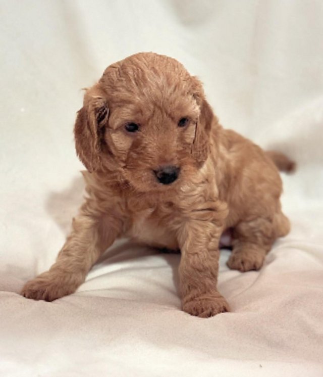 Preview of the first image of Stunning Cockapoo puppies raised in a family home.