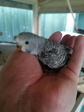 Image 10 of Young budgies, budgerigars, easily hand tamed