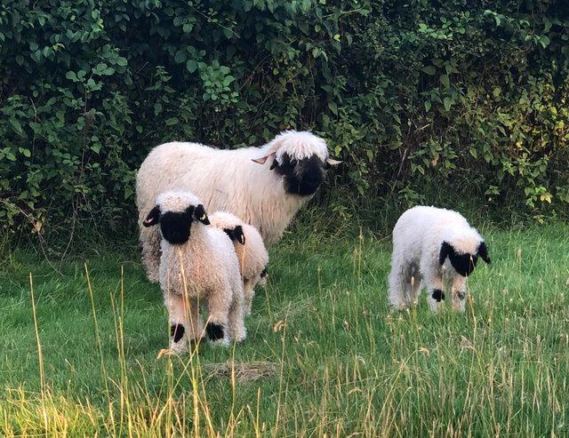 Preview of the first image of Valais blacknose pedigree registered.