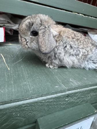 Image 2 of MINI LOP BUNNIES / 5 STAR HOMES ONLY