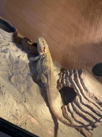 Image 2 of 2 yrs old bearded dragon Very friendly