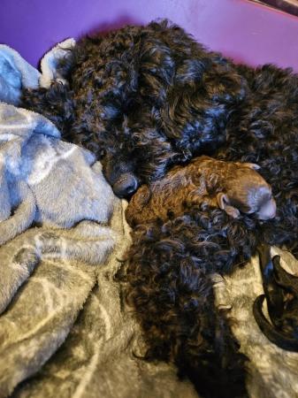 Image 3 of Last F2 Cockapoo puppy available DNA Health tested parents