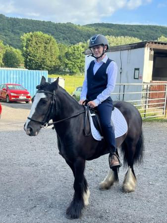 Image 1 of Beau 12.3hh, 5 year old, allrounder Cob