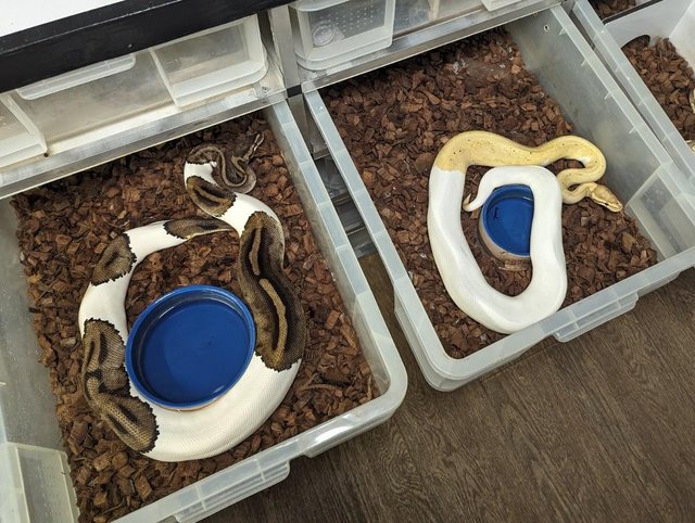 Preview of the first image of Pair of pied Royal ball python.
