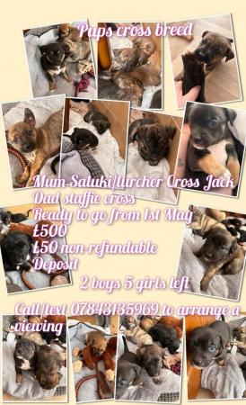 Image 4 of 8 Week Old Cross Breed pups chipped and ready to go