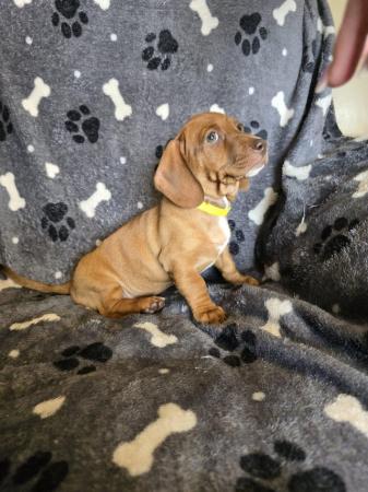 Image 25 of Smooth dachshund puppies ** READY TO LEAVE**