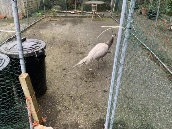 Image 7 of Young Peacocks for sale Indian blue and pied