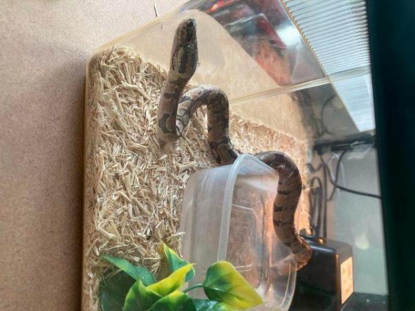 Image 5 of 5 month old Ball Python for sale