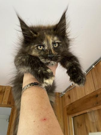 Image 12 of Maine Coon Kittens. GCCF registered