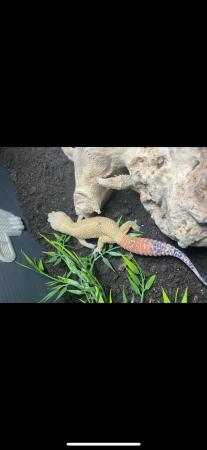Image 4 of Male Hypo Carrot Tail Tangerine Leopard Gecko