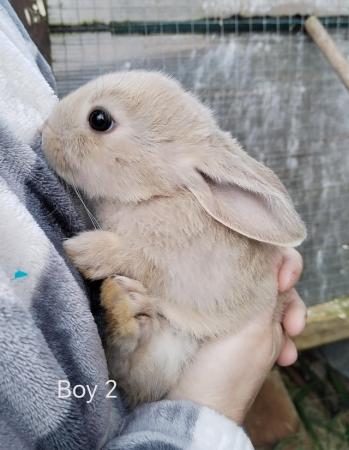 Image 2 of Baby rabbits (mini lop x Rex)