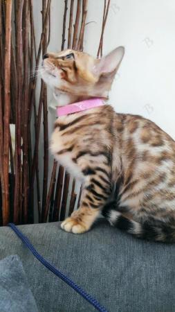 Image 3 of Stunning Pedigree Bengal Kitten TICA reg + Kitten Pack