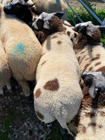 Image 3 of Pedigree Dutch Spotted ram lambs, 8 months old