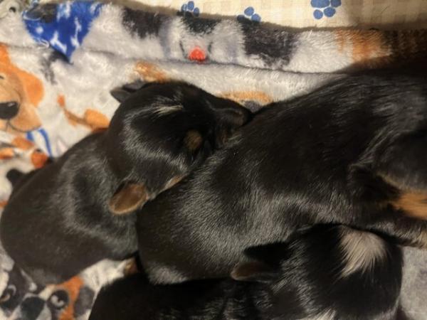 Image 5 of Chorkie pups , These pups are only going to be tiny