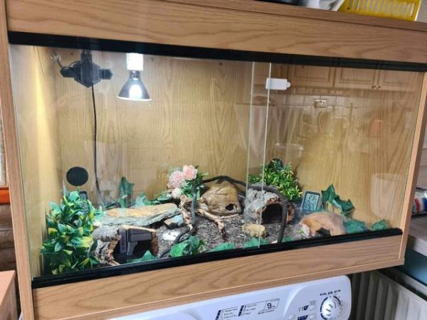 Image 4 of Female leopard gecko with full setup available