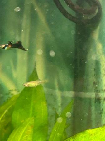 Image 5 of Guppy juveniles for sale very healthy