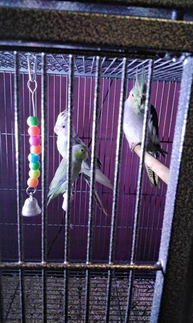 Preview of the first image of Male/ female cockatiels.