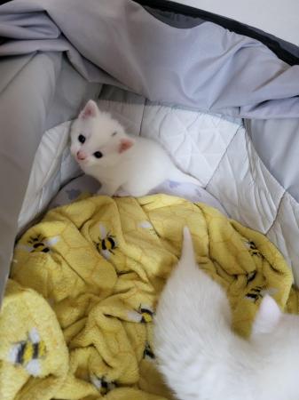 Image 5 of 2 male kittens (pure white sold)