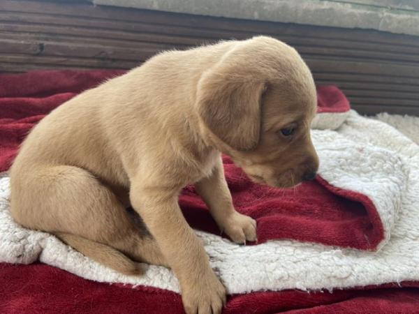 Image 9 of KC Registered Red Labrador Puppies