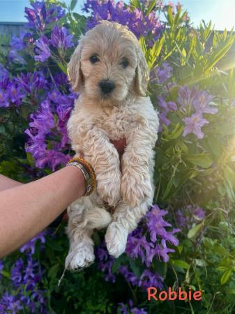 Image 2 of Goldendoodle Puppies for sale