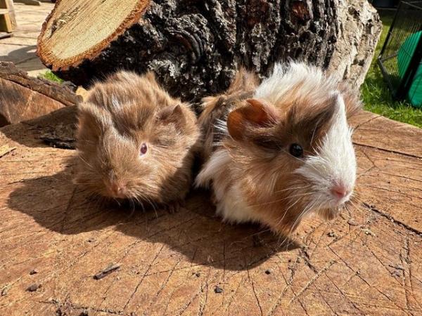 Image 9 of 4 x  Pretty long haired female guinea pigs.
