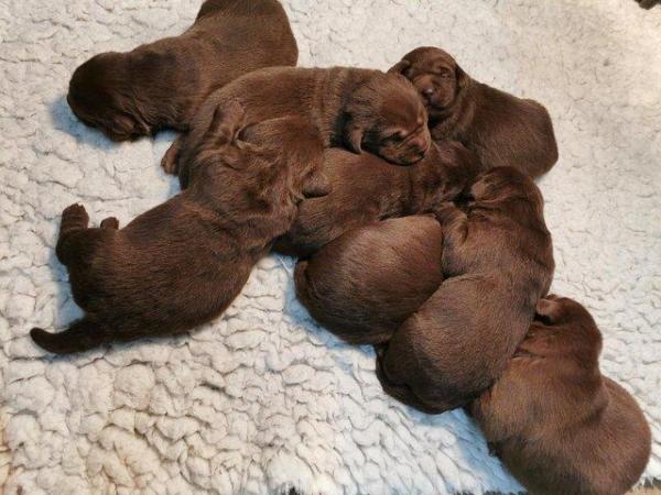Image 4 of Chocolate Labrador puppies - Excellent pedigrees