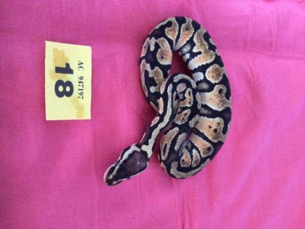 Image 2 of Female pastel baby royal python