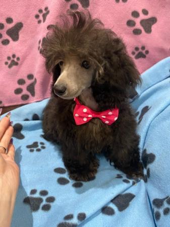 Image 16 of Beautiful Toy Poodles“ready now”
