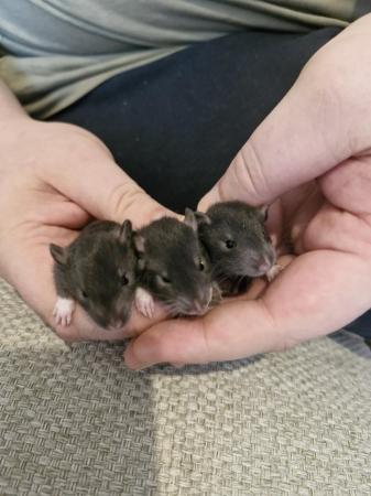 Image 4 of Female baby rats ready now