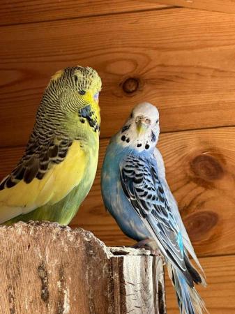 Image 8 of Beautiful Adult budgies for sale