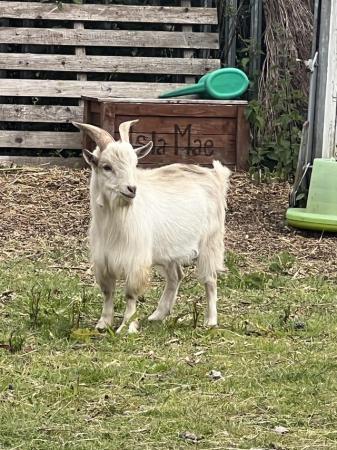 Image 1 of Lovely Billy goat for sale