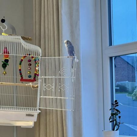 Image 2 of X2 Budgies plus cage, food and toys