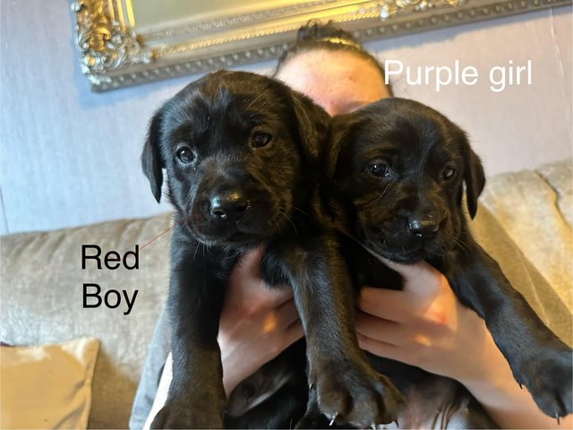 Preview of the first image of Playful Black Labrador pups - perfect family dogs.