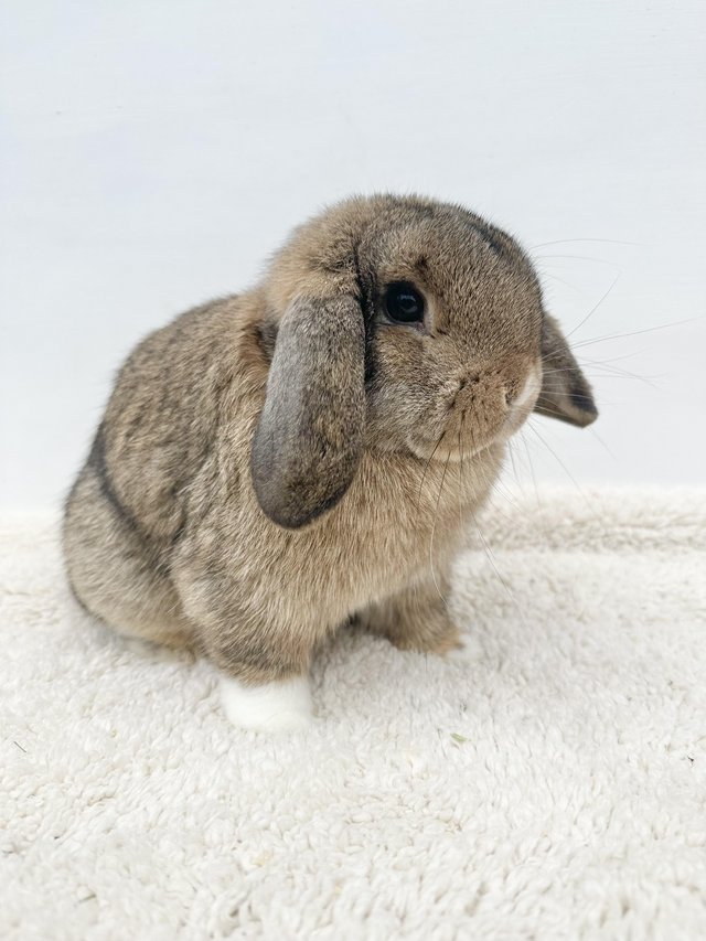 Preview of the first image of 5 Month Old Agouti VM Mini Lop Doe RTL.