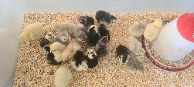 Preview of the first image of Pekin bantam chicks available.