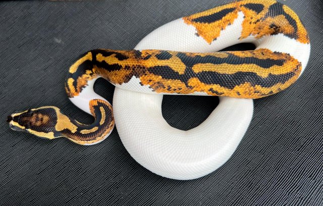 Image 2 of Pied yellow belly ball python male pumpkin pied royal