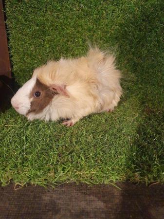 Image 9 of Guinea pigs males and females