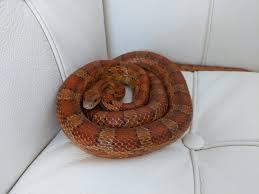 Preview of the first image of 2yr old friendly handled cornsnake, open to offers.