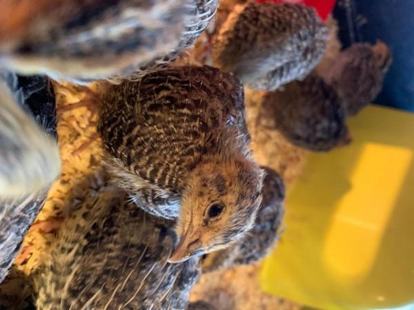 Image 21 of 12/6 Day Old - Hens Japanese Quail Lots of Colours Inc Black