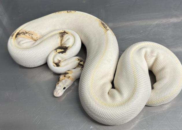 Image 2 of Stunning High End Snakes For Sale