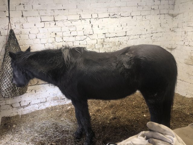 Preview of the first image of Black 14h cob mare needing good home.