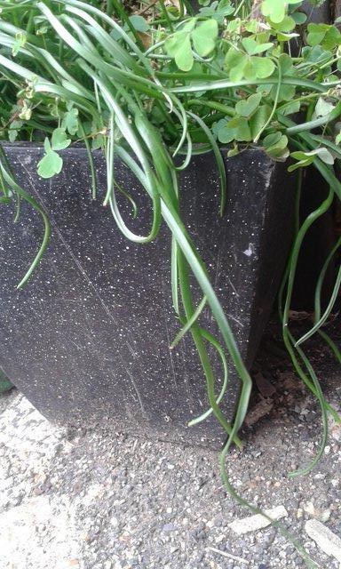 Preview of the first image of Large square shape planter, tapered sides..
