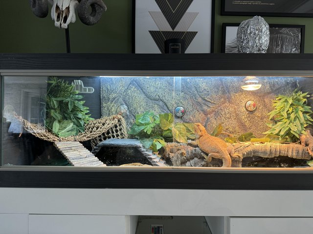 Preview of the first image of Rainbow Bearded Dragon and Viv set up.