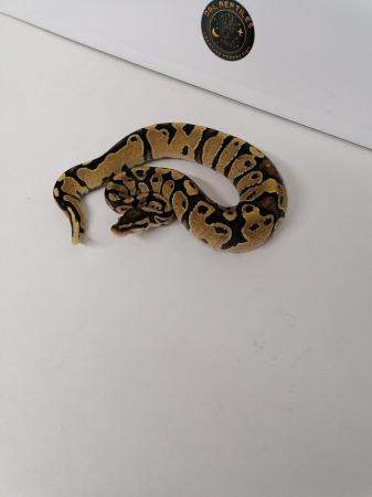 Image 4 of Fire ball python 2023 female 2 available.