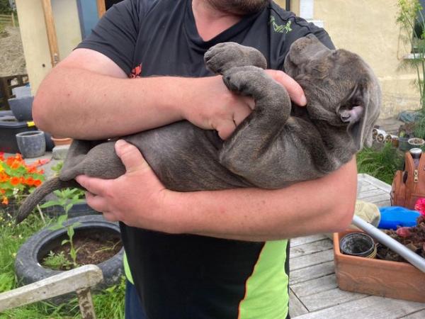 Image 26 of beautiful champion blue Staffordshire boy puppy available