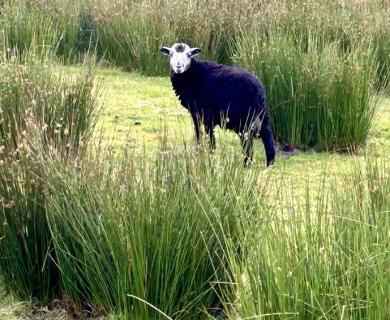 Image 2 of 10 Herdwick store ram lambs