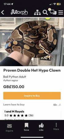 Image 2 of Proven het hypo het clown ball/royal python
