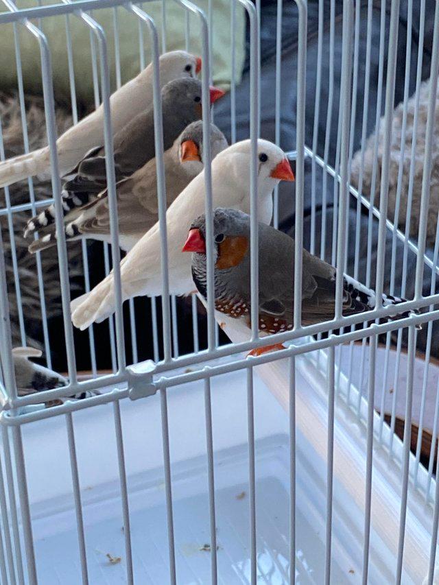 Preview of the first image of Zebra Finches young hatched this year from £12 each.